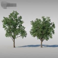 树木树景观素材jpg文件