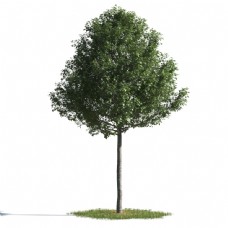 墨绿色大树模型素材