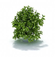 家种绿色小树盆栽3d模型