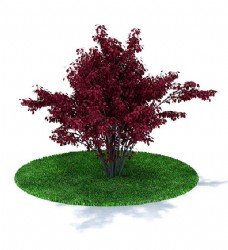 树叶户外红叶李树3d模型