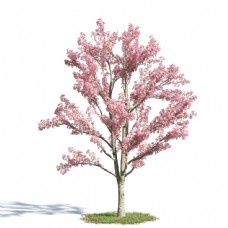 粉红花树模型下载