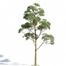 绿树高耸绿色银杏树模型下载
