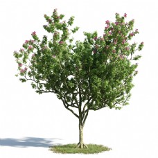 3d桃树模型下载