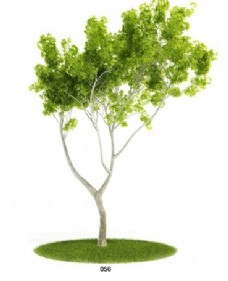 绿植物arch模型