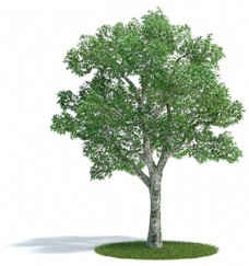 树木挺拔的白杨树3d模型下载