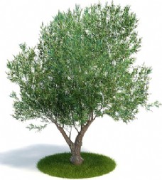 树木3d渲染发财树模型下载