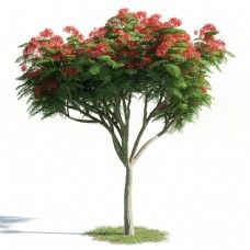 3d树木模型下载