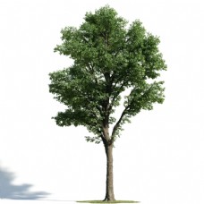 3d欧洲核桃树模型