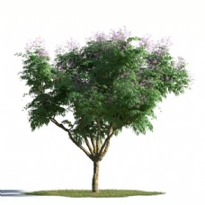大自然淡紫花大树模型素材