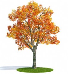 树叶3d渲染枫叶树模型下载