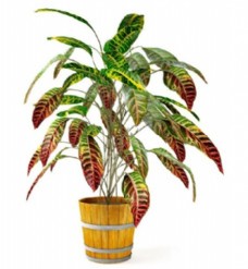 彩色室内植物盆栽3d模型
