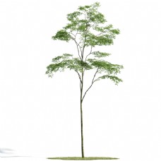 室外小树模型下载