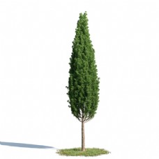 松树模型下载