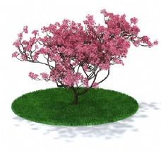 粉色桃花树3d模型