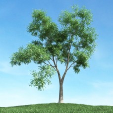 大自然大树模型