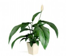 简约大叶子植物盆栽3d模型