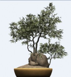 树木橄榄树植物盆栽模型素材