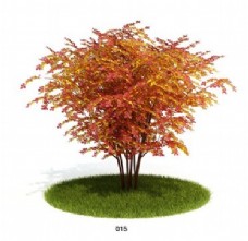 红枫树模型