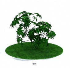 八角金盘植物模型素材