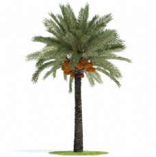 植物椰子树模型下载