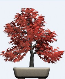 日本枫树植物盆栽模型素材