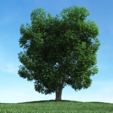 大自然树模型