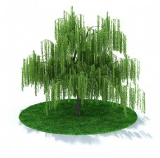 绿树现代户外垂柳柳树3d模型