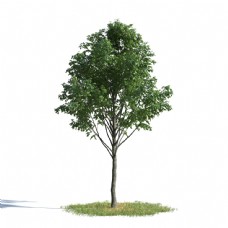 树木茂盛绿色大树模型素材