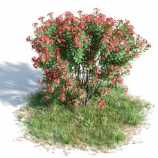 红色花植物模型