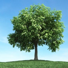 大自然树模型