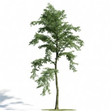 茂密大树模型下载