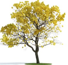 树木3d渲染银杏树模型下载