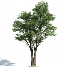 室外大树模型下载