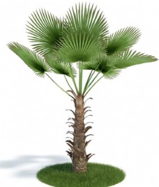 芭蕉树模型下载