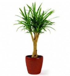 红盆绿色植物盆栽3d模型