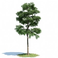 高大繁茂杉树模型