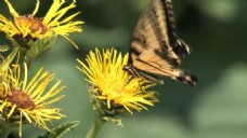 蝴蝶采蜜自然高清视频素材