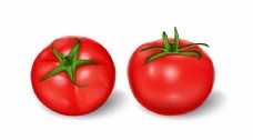 绿色蔬菜向量的写实风格绿茎红番茄设置说明