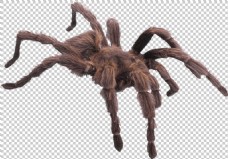毒蜘蛛图片免抠png透明图层素材