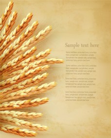 小麦麦穗背景