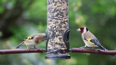 两只站在树枝上的小鸟找食物实拍视频