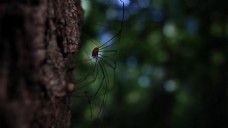 树干上慢慢爬动的蜘蛛视频实拍
