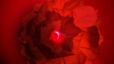 红色花朵特写背景视频素材