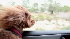 行驶在车上的宠物狗视频