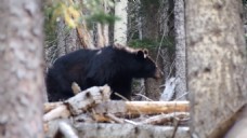 黑熊动物视频素材