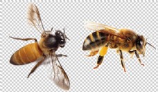 透明素材蜜蜂照片图片免抠png透明图层素材