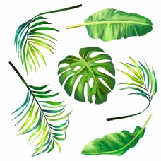 夏日集热带棕榈植物的叶子在写实风格的矢量插图