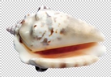 奇怪漂亮的海螺免抠png透明图层素材