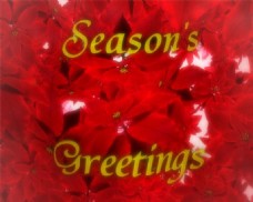 浪漫圣诞节花瓣装饰视频素材