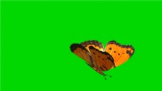 蝴蝶飞舞飞舞的蝴蝶绿色通道动态mov视频素材下载